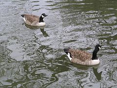 IMG_4072 Oslo Vigeland park kleine canadese gans